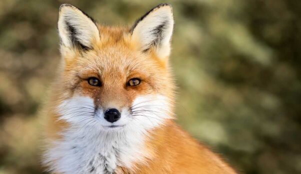 Close-up of fox looking directly at camera