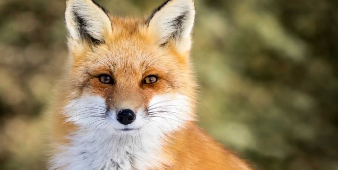 Close-up of fox looking directly at camera