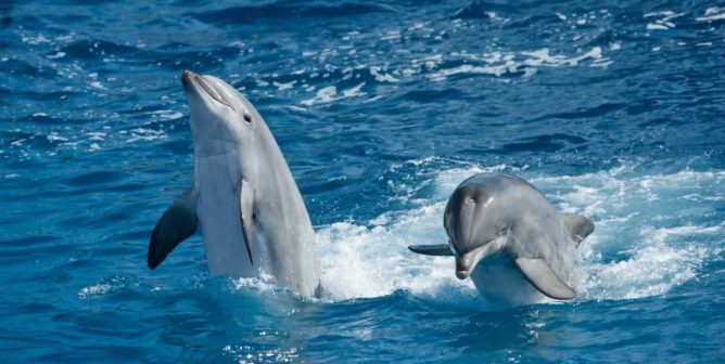 Playful dolphins in ocean water