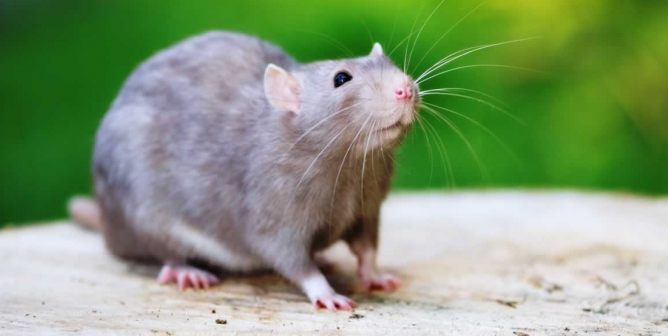 Cute domestic gray rat poses outside