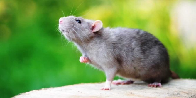 Cute gray domestic rat poses outside
