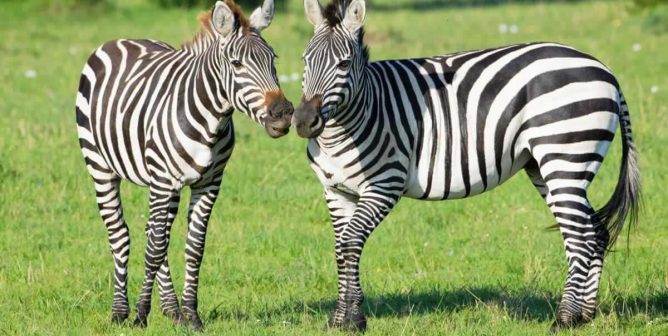 Two zebras standing in green grass with their noses almost touching
