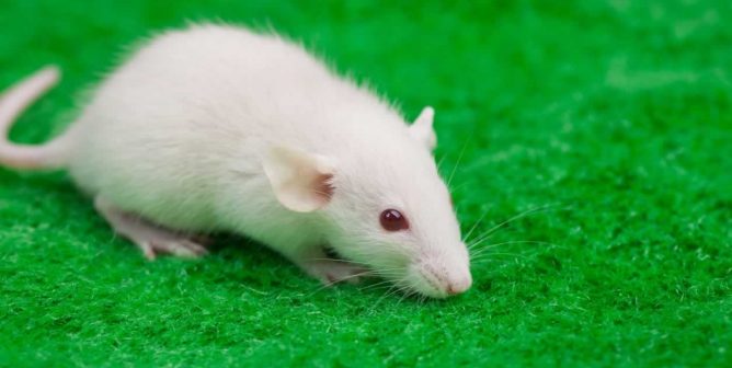 White mouse with red eyes on green carpet