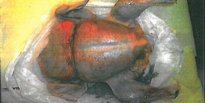 Body of chicken with plastic band embedded in its body - Tyson