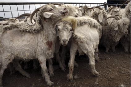 What Is Mohair Made of & Is It Ethical? What You Should Know