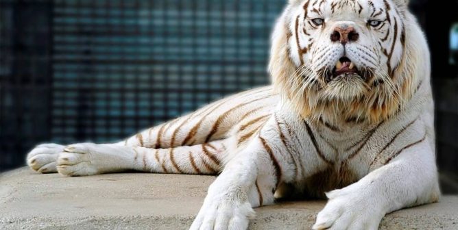 Inbred white tiger with cleft palate and crossed eyes