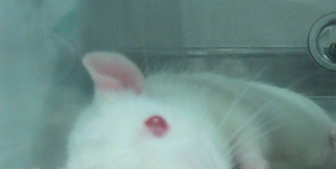 rat in lab cage