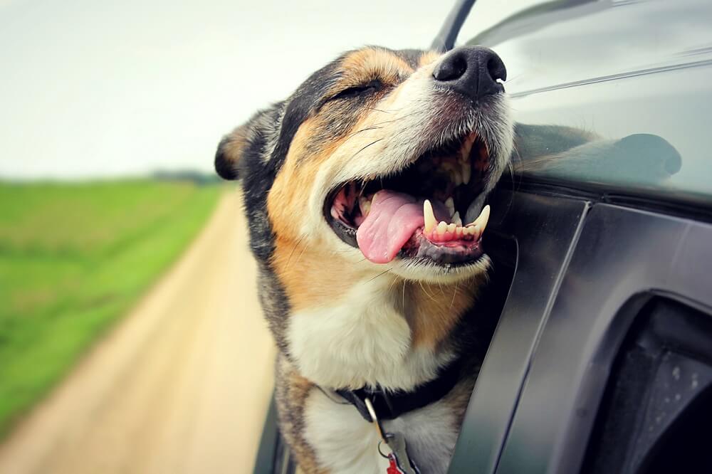 Dog Falls out Moving Car on Busy Highway, Is Left Hanging by a Leash | PETA