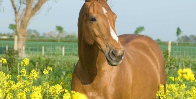 Brown horse in field of yellow flowers