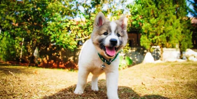 Smiling fluffy puppy photographed outside