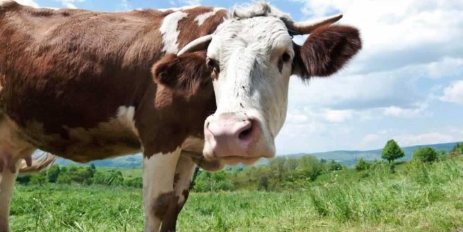 Brown-and-white cow with head turned toward camera