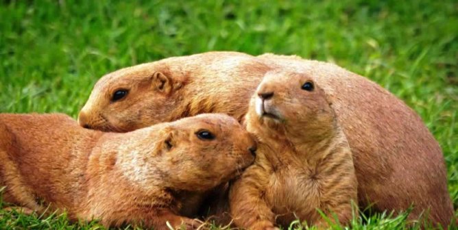 Three cute prairie dogs in a pile