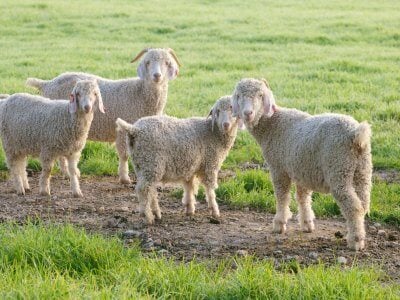 mohair angora peta goats libres