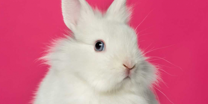 Fluffy white bunny against bright pink background