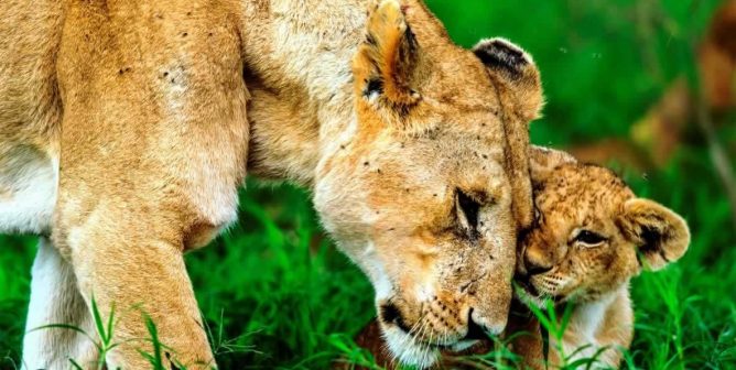 Lioness and cub snuggling