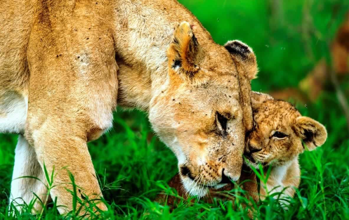 Lions Turn the Tables, Eat Probable Hunter | PETA