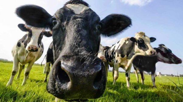 Five black-and-white cows, one sniffing camera