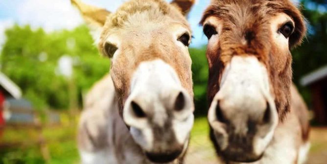 Close-up of cute donkeys looking into camera