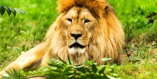 male lion surrounded by greenery