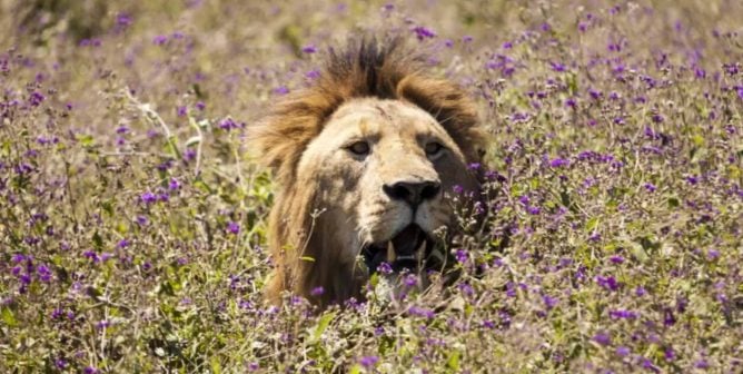 Male lion poking head up between purple flowering plants