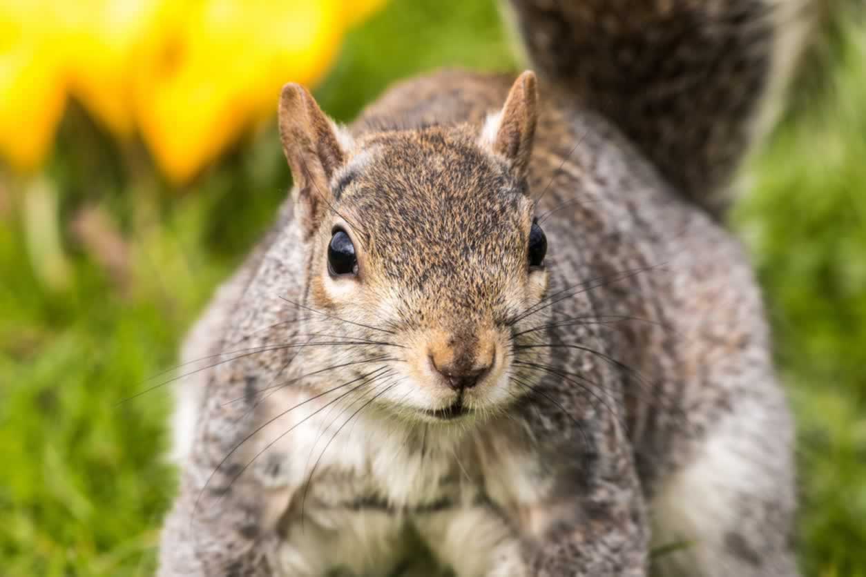 Suspected High School Shooter Has Reported History of Animal Abuse | PETA