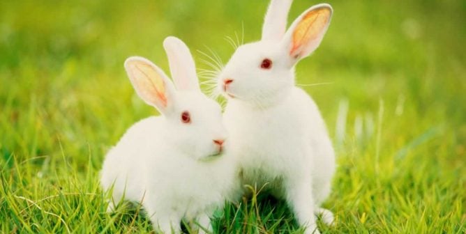 Two white rabbits in green grass