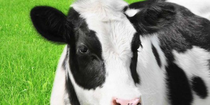 Close-up of black and white calf in green field