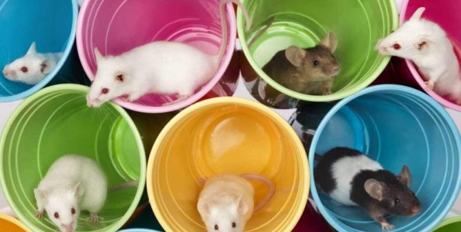 Seven cute mice exploring multicolored cups
