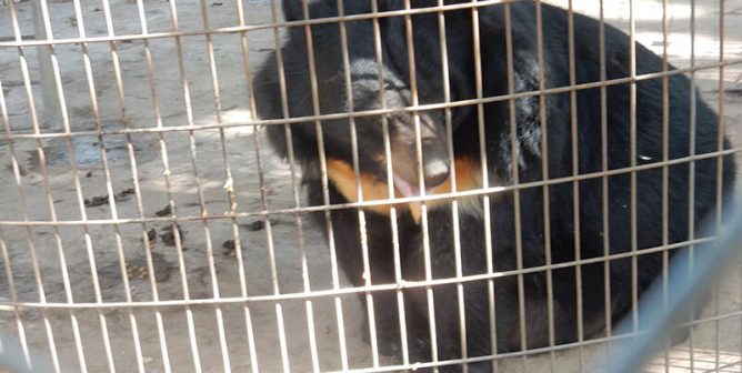bear in cage at roadside zoo