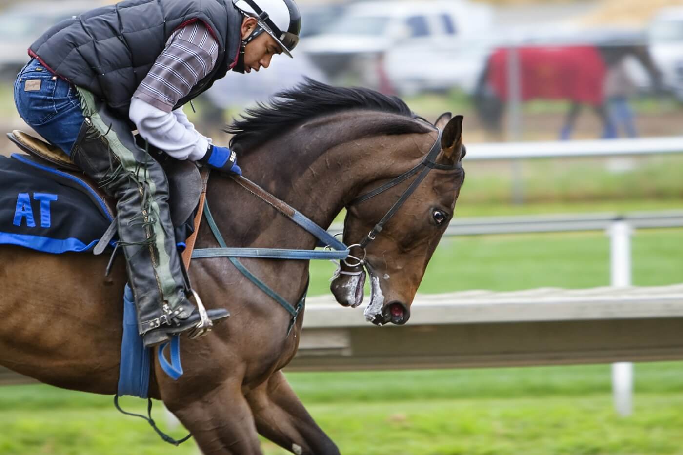 Lies Vs Reality 7 Things To Know About Horse Racing PETA