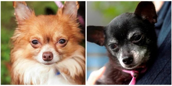 two cute Chihuahuas looking for a new home together