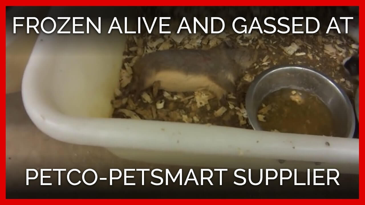 Shop These Stores Instead of PetSmart PETA