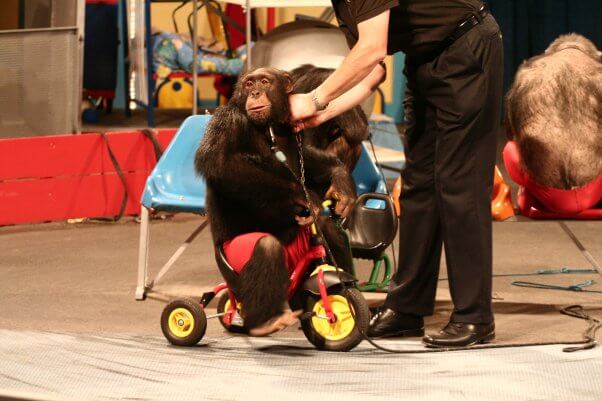 Chimpanzee forced to ride a tricycle in a staged show at German amusement park Schwabenpark