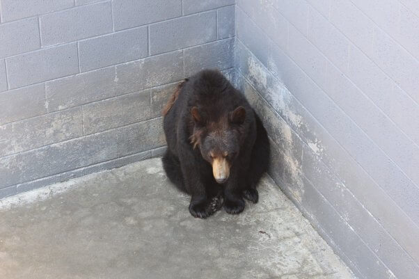 bear sitting in corner at cherokee bear zoo