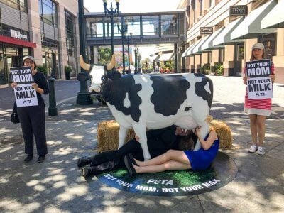 Animal Advocates Nurse on 'Cow Udder' to Protest Dairy Cruelty | PETA