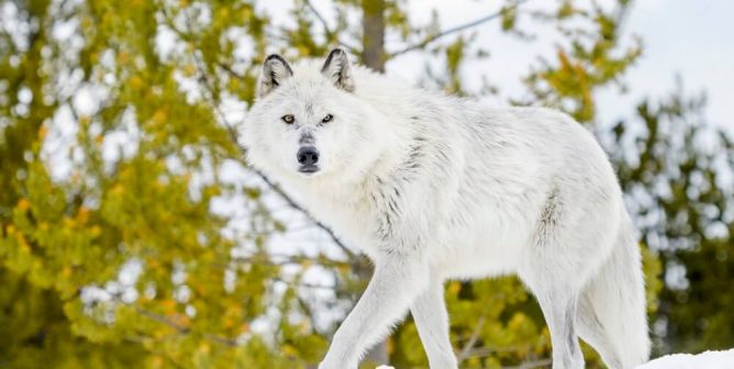 a gray wolf that looks white, walking on snow with trees behind