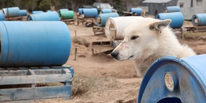 sled dog chained near barrel