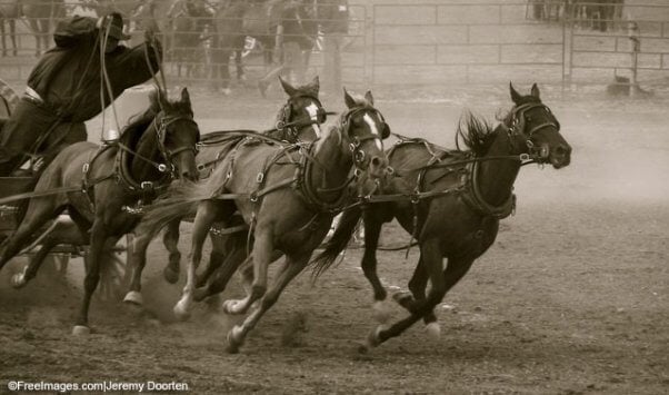 horses in chuckwagon race, like those seen at the calgary stampede