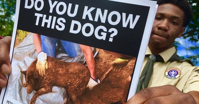 boy scouts, peta reward, lulu, dog buried alive