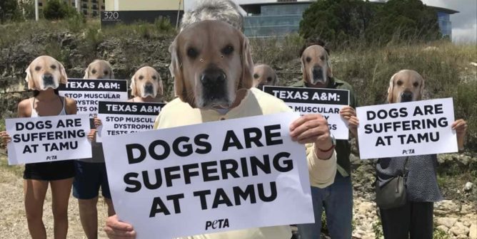 Texas A&M University, TAMU, dog laboratory, muscular dystrophy, dog mask demonstration