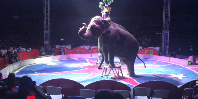 carson & barnes, circus, elephant