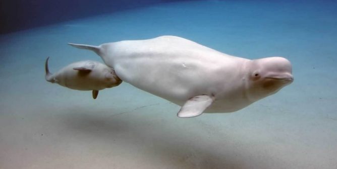 Gia, a beluga whale at Marineland has died