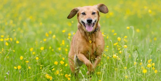 Cute happy brown dog leaping through tall grass