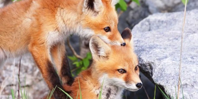 Two red foxes, one standing on the back of the other