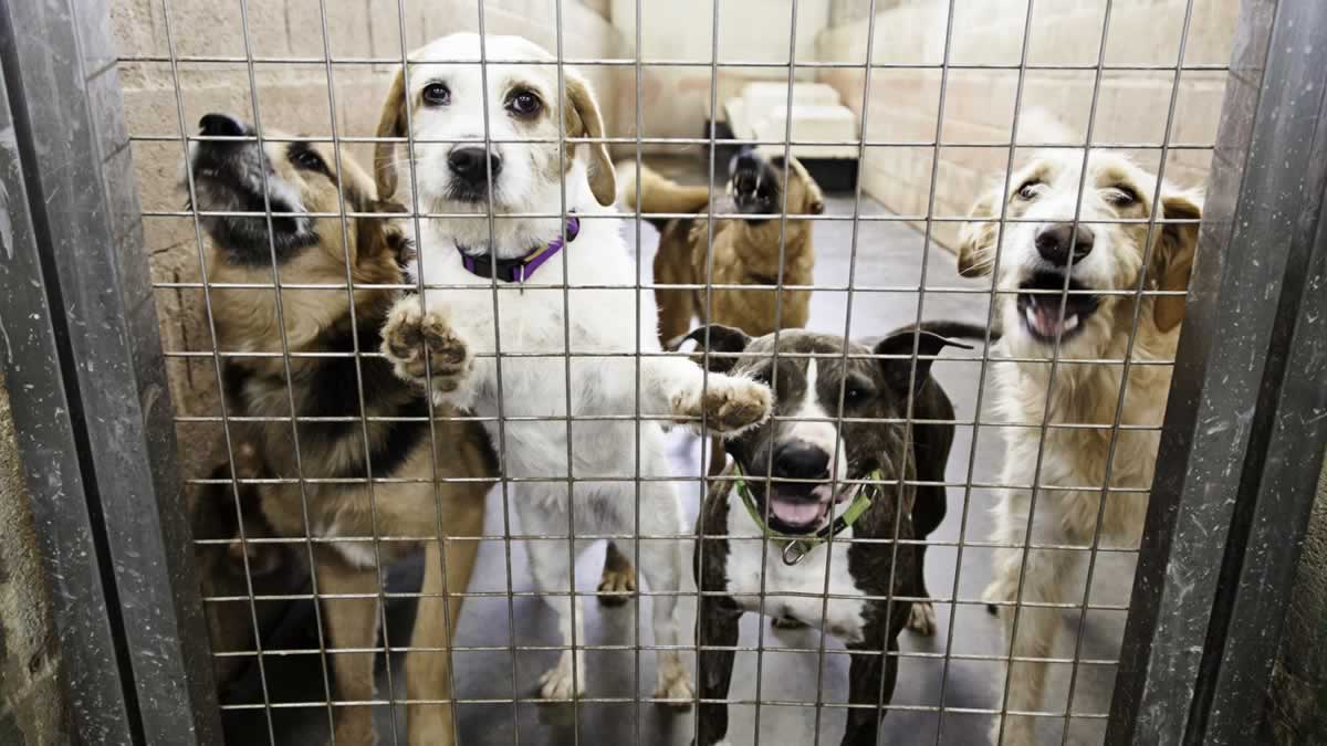 Crowded Animal Shelters