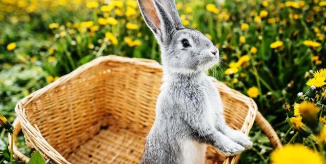Gray rabbit standing up in basket, in field of yellow flowers