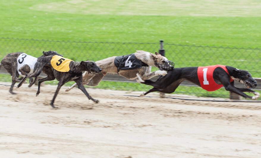 12 Racing Greyhounds in Florida Test Positive for Cocaine