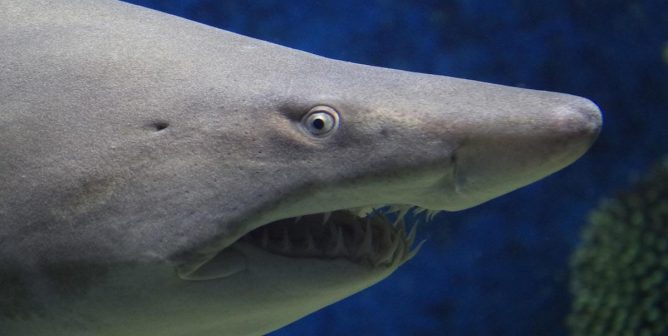 instagram video group of young people attacks shark