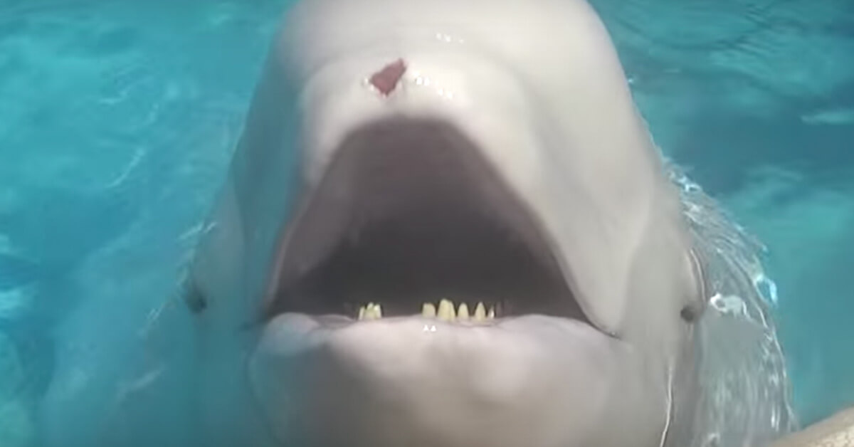 Gia, a beluga whale at Marineland has died