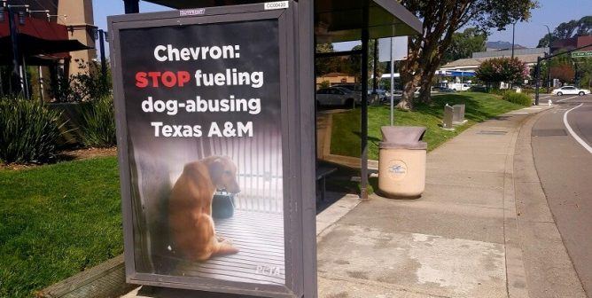 chevron, texas a&m university, tamu, muscular dystrophy, experiments on dogs